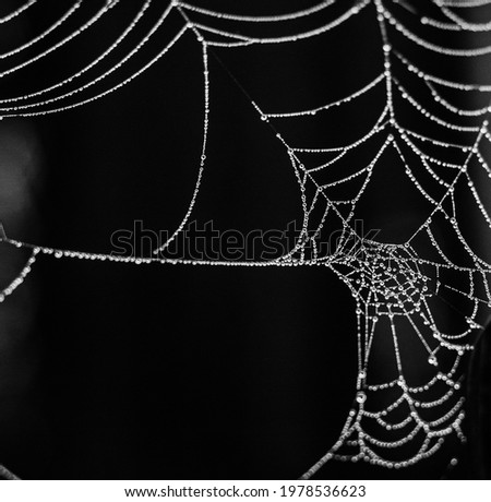 halloween concept spider web with raindrops glitters on black background

