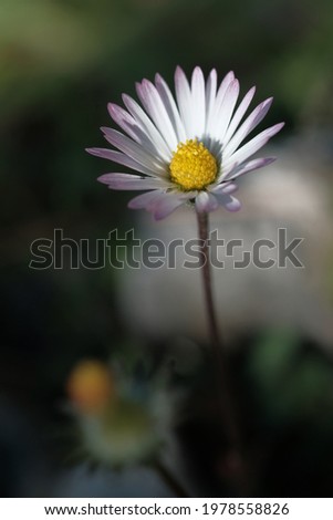 Chamomile grows in a meadow. White delicate petals.