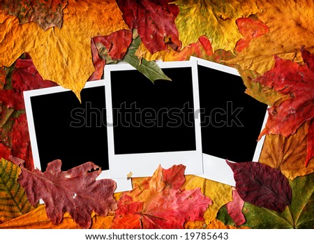 Blank photos in autumn leaves