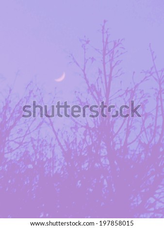 A low contrast filtered image of bare trees framing a crescent moon