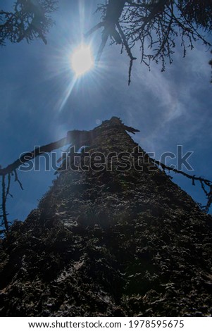 dry pine tree with sky background