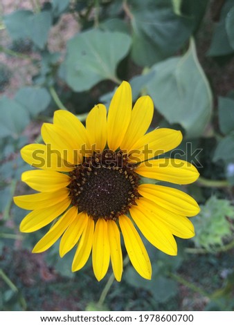 Picture of a sunflower in the morning.