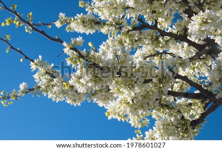 Cercis siliquastrum L. var. alba  Cercis canadensis - ornamental tree with white flowers Royalty-Free Stock Photo #1978601027