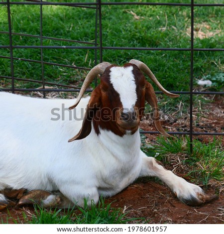 Beautiful picture of a Doe Bore Goat at the farm.