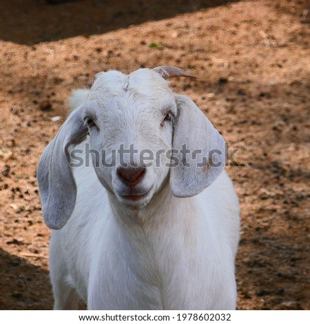 Beautiful picture of a Doe Bore Goat at the farm.