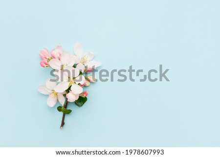 Apple tree flowers branch on a light blue background. Spring concept. Copy space for text, top view