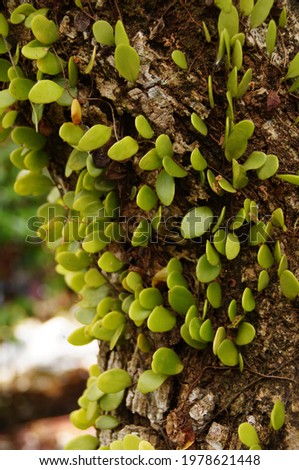 Closeup view of a parasitic plants on a tree trunk scientifically known as Pyrrosia Piloselloides. Also known as Dragon Scales