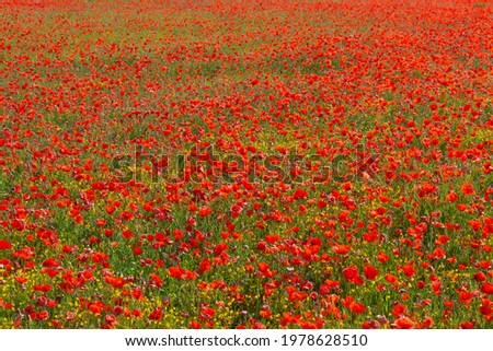 View of a large field of red poppies