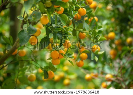 Ripe kumquats in the garden, the photo is focused on the kumquat and blurs the background