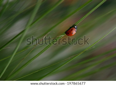 A photo of a ladybug