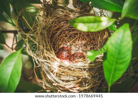 A nest filled with three bird eggs