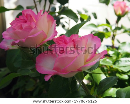 Beautiful pink rose flower, close-up