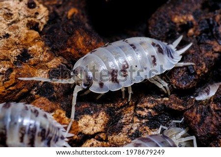 Isopod - Dairy Cow, On the bark in the deep forest, macro shot isopods. Royalty-Free Stock Photo #1978679249