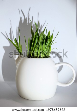 An old teapot and sprouts of flowers.  green grass in a pot. A Pot Of Fresh Green Grass For Cats. Fresh Grass For Cats In A White Teapot, Isolated On A White Background. Green grass for cats and dogs.