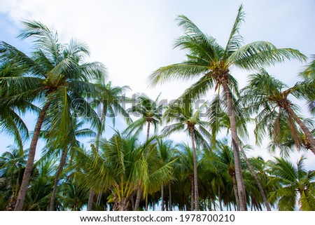 Pictures of many coconut trees on the beach