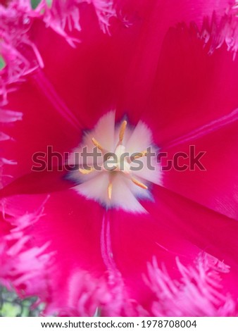 Beautiful tulip color close up. Vertical picture