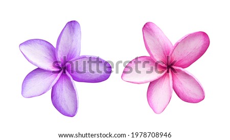 Plumeria, Frangipani, Temple tree,  Collection of beautiful blue and pink plumeria flowers isolated on white background. Top view tropical flowers.