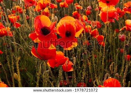 Close-up of the flowers of a bright red flowering poppy