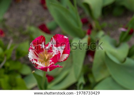 Very beautiful red and white tulip in the garden