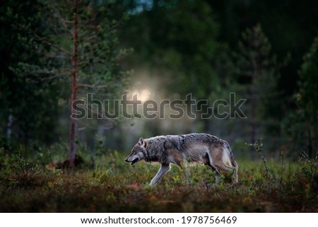 Europe wildlife. Wolf from Finland. Gray wolf, Canis lupus, in the spring light, in the forest with green leaves. Wolf in the nature habitat. Wild animal in the Finland taiga. Wildlife nature, Europe.