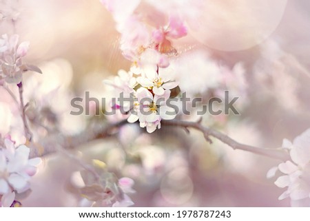 Abstract floral pink background of romantic pink apple trees over pastel flowers with a soft style for spring or summer time. A copy of the space. Soft selective focus, blur, bokeh.