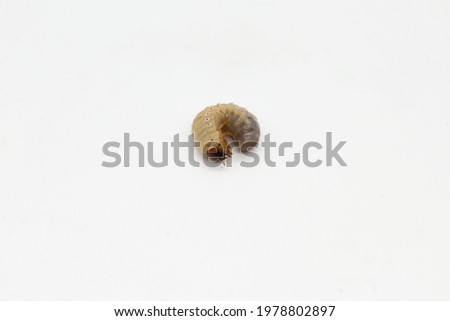 larva of rhinoceros or kelp beetle or bull bug (Diloboderus abderus) on white background