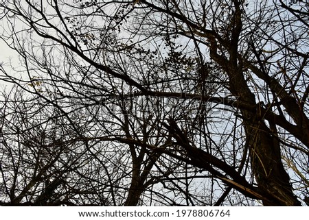 silhouette of a tree, photo as a background, digital image
