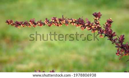A branch of a blossoming barberry. Floral background. Bright beautiful picture. Spring scene. Selective focus.  