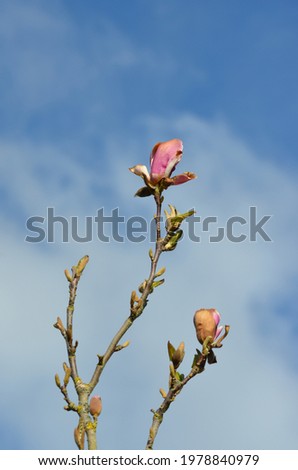 Pink magnolia flower with blue sky