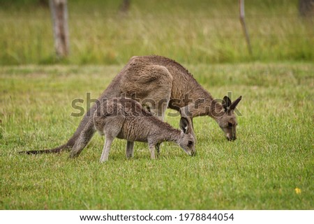 Kangaroos in the New South Wales Hunter Valley