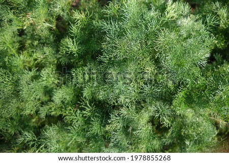 Green grass texture. Dill growing on the meadow. Stock Image. A plant with small leaves