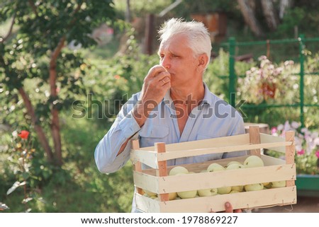 harvest: white apples in a wooden box. products ready for export. import of seasonal goods. An elderly man holds a box. The gardener enjoys the fruits of his work