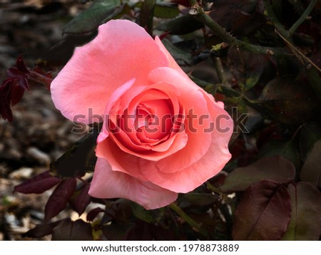 Top view of pink rose flower bud close up on dark foliage background
