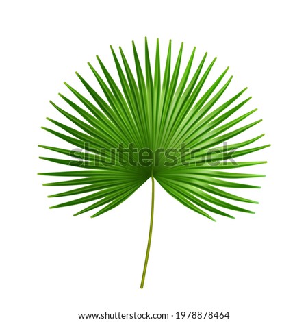Exotic plant of palmetto flower, isolated tropical leaves of summer or spring. Flora and vegetation, botany bushes details of organic flowers. Bushes and jungle shrubs. Realistic 3d cartoon vector Royalty-Free Stock Photo #1978878464