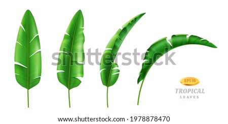 Greenery and botany, exotic and tropical foliage and leafage. Vector isolated set of leaves in different positions, cartoon green vegetation of rainforest beach. Hawaii banana plant, realistic 3d Royalty-Free Stock Photo #1978878470