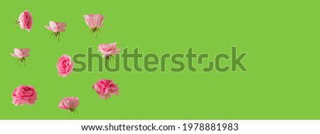 fresh pink roses on the pastel green background. abstract art. creative decoration minimal background idea with copy space