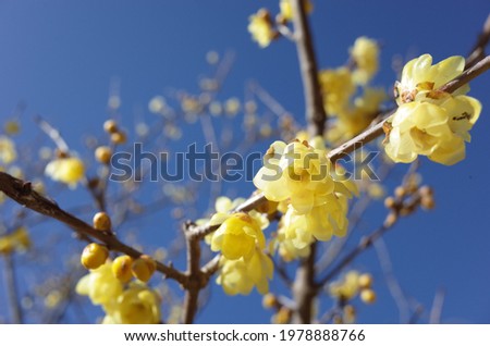 Light Yellow Flowers of Wintersweet in Full Bloom
