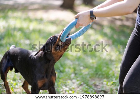 Doberman plays with the owner. A Doberman dog takes a toy from a woman's hands. Close-up, blurred background.
