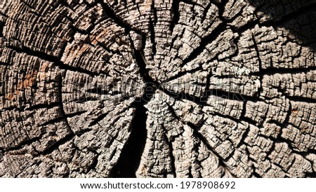 texture of tree stump. the tree was cut down.