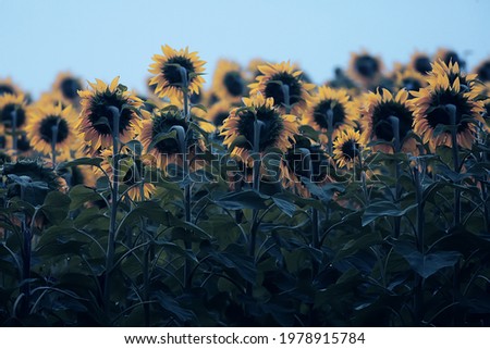 sunflowers in the field, abstract summer landscape yellow flowers agriculture