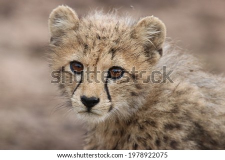 portrait of a young cheetah cub
