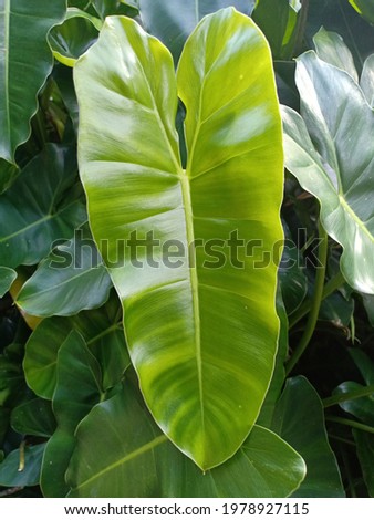 Philodendron High Res Stock Images