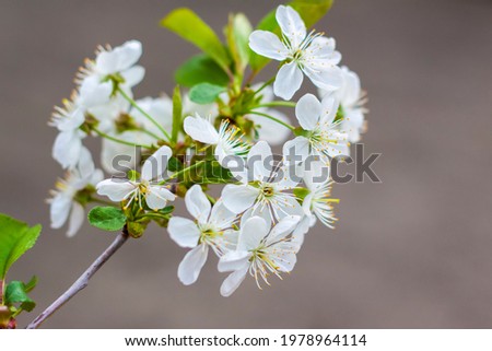 A twig with white flowers. Cherry tree flowers. Macro photography of colors. Selective focus. Blurred background.