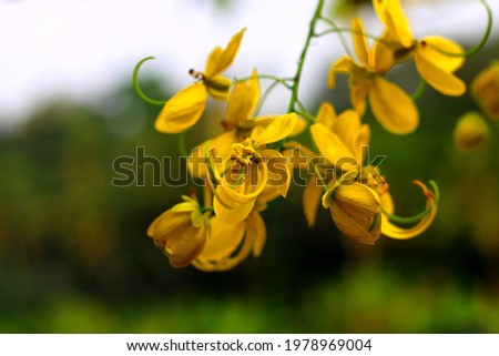 Cassia fistula commonly known as Golden shower, the flower is an ayurvedic medicine.