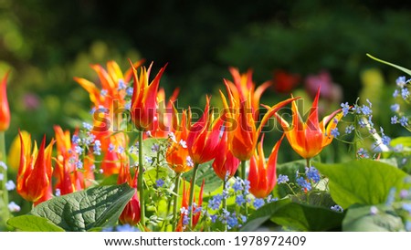 Close-up of narrow-petaled scarlet tulips with selective focus on a blurry natural soft green background, large format for banner
