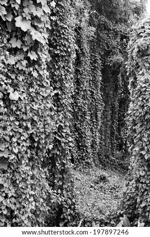 Ivy covered tree becomes a tunnel.Black and white photo.  