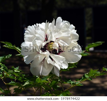 an isolated white peony blossoms with purple stamens in sunny day