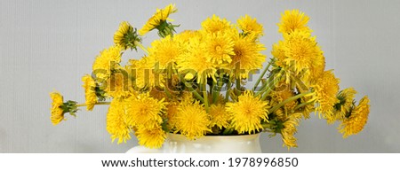 banner with bright, beautiful, yellow dandelions in white mug. spring or summer yellow flowers on grey textured background. background with copy space. Ultimate Grey. Illuminating. Top view
