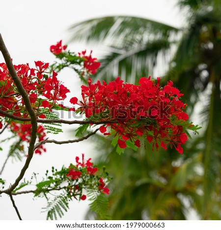 The photo shows an exotic freestanding tree. It grows on the Caribbean island. The exotic plant blooms with red flowers. It has little foliage due to the tropical climate.