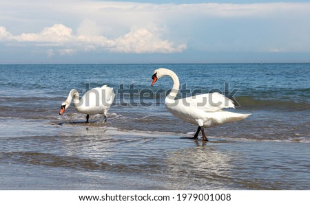 Two white swans on the sea beach of Jesolo, Italy.